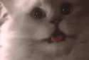 a8ef6380144943890250443311_700wa_0.gif