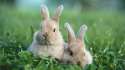 Bunnies_nature_animals_grass_rabbits_1920x1200.jpg