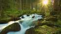 landscapes_timelapse_trees_forest_moss_rocks_stone_woods_sunlight_beams_rays_sunrise_sunset_1920x1200.jpg
