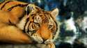 Cool-Tiger-Wallpaper-1920x1080-HD.jpg