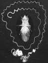 giant_sperm_bifurca.jpg