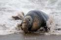 elephantSeal.jpg