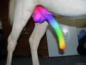 horsecock_rainbow.jpg