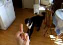 Flipping-off-Dog.jpg