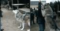 direwolves-got.png