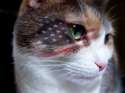 flag_cat-med.jpg