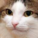 cat.jpg