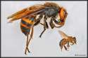 AsianHornet5c.jpg