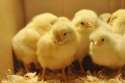Raising-Baby-Chicks.jpg