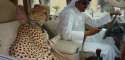 x86-24946-some-people-have-dogs-and-cats-as-pets-dubai-emiratis-have-pet-cheetahs.jpg.pagespeed.ic.C1Z8A62s5T.jpg