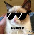 Deal-With-It-Cat-Meme-02.jpg