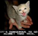 dangerouskitten.jpg