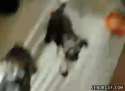 1336893402607.gif