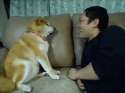 shiba-inu-paw-gif.gif