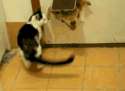 1336990212879.gif