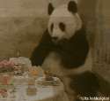 panda bill.gif