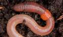 earthworm.jpg