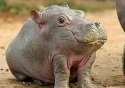 hippothetically.jpg