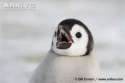 Emperor-penguin-chick-head-detail-showing-barbs-inside-beak-for-gripping-fish.jpg