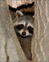 RaccoonPeeking.jpg
