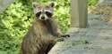 how-deal-raccoon-damage-home-1.jpg