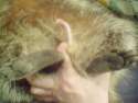 racoon_penis_xcoon244.jpg