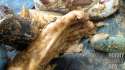 Video-Preview-HornyKinkyBoy_the_Excrement_Pig_Part_VII.jpg
