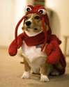 Lobster.jpg