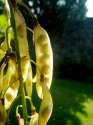 laburnum-2.jpg