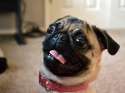 Tard_pug.jpg