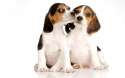 img_nombres_para_perros_originales_y_bonitos_5579_paso_1_600.jpg