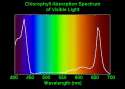 ChlorophyllAbsorption.jpg