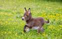 adorable-donkey.jpg
