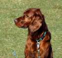 Irish_Setter.jpg