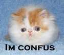 Im Confus.jpg