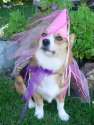 corgiprincess.jpg