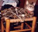 tied-cat.jpg