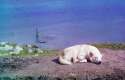 russiandog1910.jpg