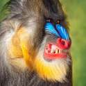 mandrill-snarl_2110219i.jpg