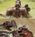 black_hippos.jpg