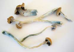 Dried_Cubensis.jpg