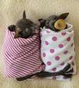 baby-bats-cute-animal-pictures-pics.jpg