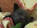 cute-baby-bat.jpg