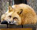 Soxy_Curled-in-a-Ball_1.1.12_Kim.Pernicka.jpg