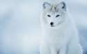 large-Arctic-Fox-photo.jpg