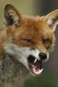 Red-fox.jpg
