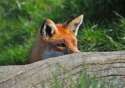 Red-fox-hunting-in-ontario.jpg