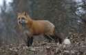 RedFoxPhotoL.jpg