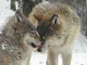 wolf_brothers_two_by_sliverblade968.jpg