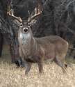 venison.gif